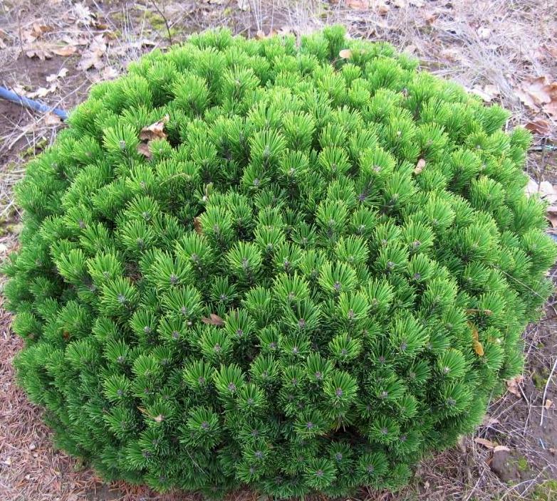 Сосна горная "Шервуд Компакт" 