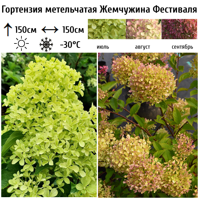 Гортензия метельчатая "Жемчужина Фестиваля"