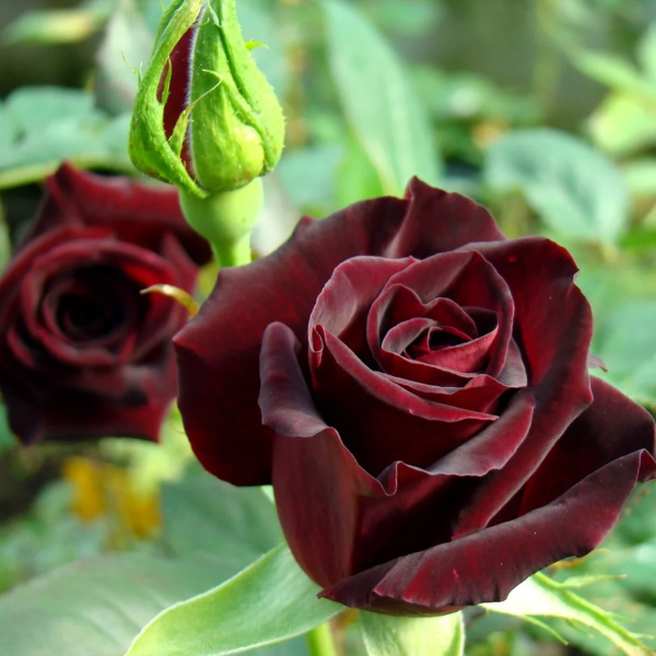 Роза чайно-гибридная "Black Baccara"