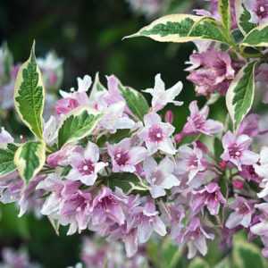 Вейгела цветущая  "Санни Принцесс" 