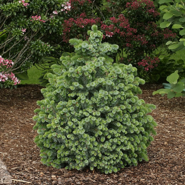 Ель ситхинская "Тенас"