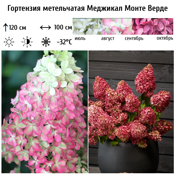 Гортензия метельчатая "Меджикал Монте Верде"