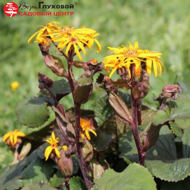 Бузульник зубчатый "Твайлайт"