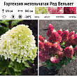 Гортензия метельчатая 