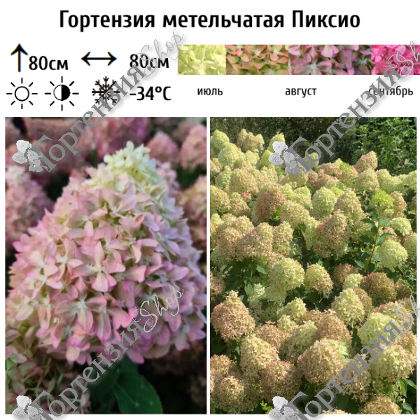 Гортензия метельчатая "Пиксио"