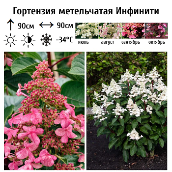 Гортензия метельчатая "Инфинити" 