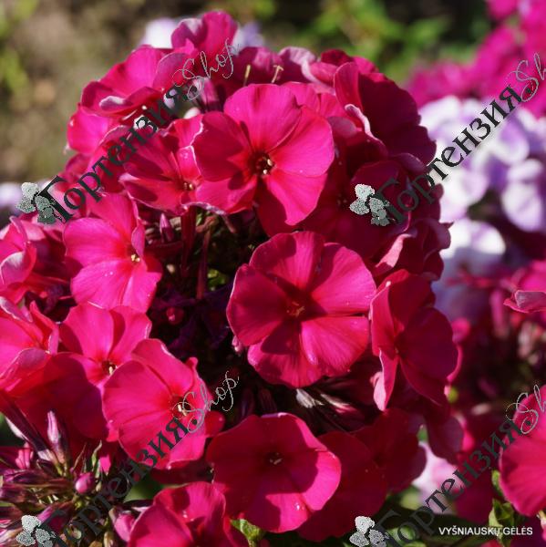 Флокс метельчатый "Септемберглют"