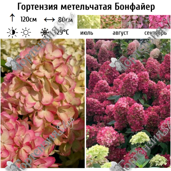 Гортензия метельчатая "Бонфайер"