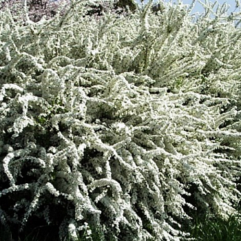 Спирея ниппонская "Сноумаунд" 