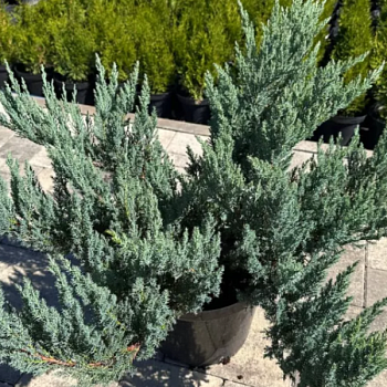 Можжевельник средний "Вильгельм Пфитцер " 