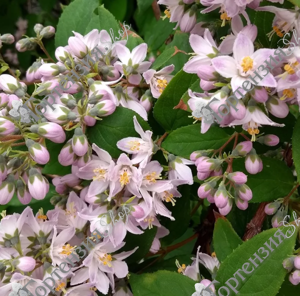 Дейция гибридная "Распберри Сандей"