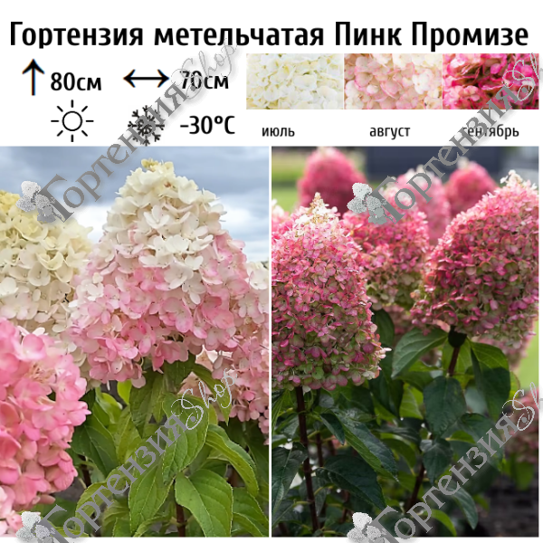 Гортензия метельчатая "Пинк Промизе"