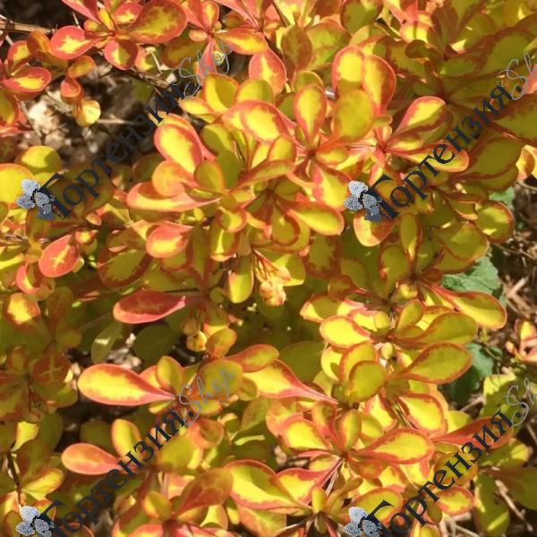 Барбарис Тунберга "Саммер Сансет"