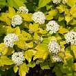 Пузыреплодник калинолистный 