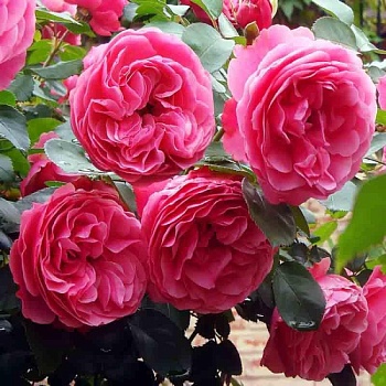 Роза флорибунда "Leonard da Vinci" 