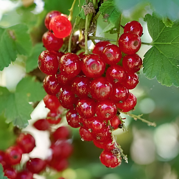 Смородина красная "Мясокрасная" 
