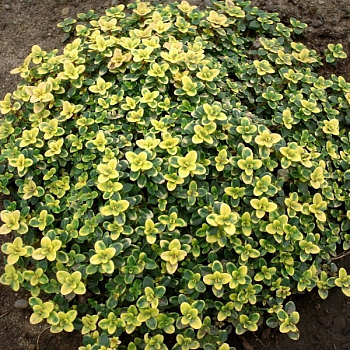 Тимьян лимоннопахнущий "Донне Валей" 