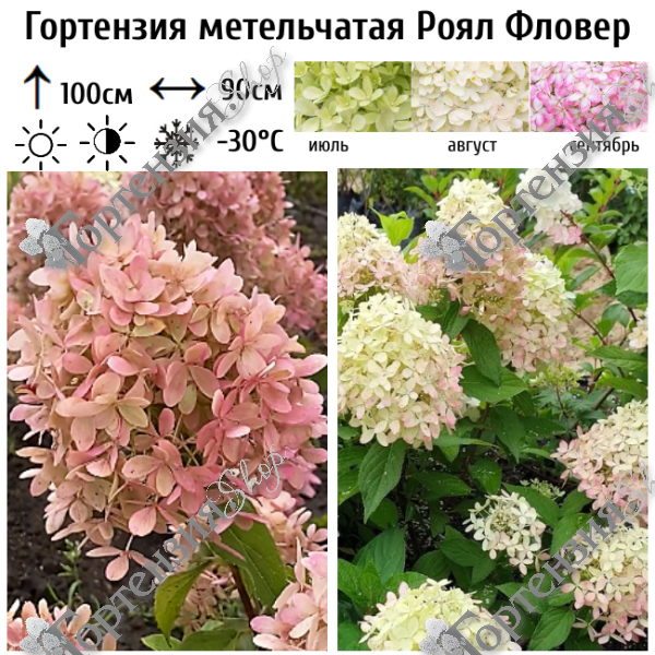 Гортензия метельчатая Royal Flower