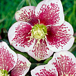 Морозник восточный 
