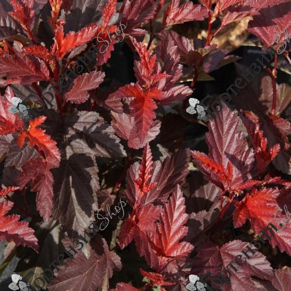 Пузыреплодник калинолистный "Литтл Ангел"