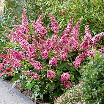 Буддлея Давида "Баттерфляй Канди Литтл Пинк" 