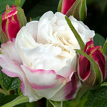 Роза Ругоза (Rosa rugosa) канадская "Louise Bugnet" 